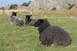 Image result for David Spade Black Sheep