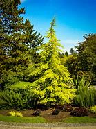 Image result for Types of Trees in Florida Cedar