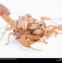 Image result for Emperor Scorpion Facts