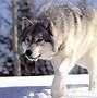 Image result for Beautiful Wolf