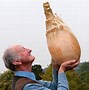 Image result for Largest Potato Ever Grown