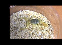 Image result for Egyptian Green Scorpion