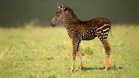 Rare polka dotted baby zebra discovered in Kenya, incredible photos  