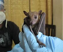 Image result for Ebola Bat