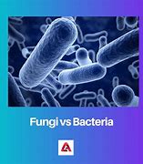 Image result for Difference Between Fungi and Bacteria