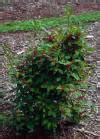 Image result for Dwarf Winterberry Holly