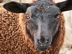 Image result for Black Sheep David Spade Chris Farley
