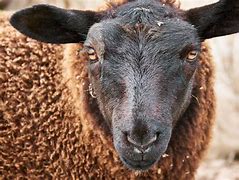 Image result for Black faced Sheep