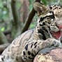 Image result for Albino Clouded Leopard
