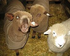 Image result for Scary Sheep