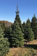 Image result for Christmas Tree Farms Near Me