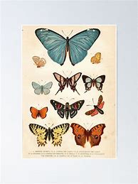 Image result for Butterfly Poster