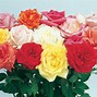 Image result for Lowe's Roses
