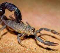 Image result for Fat Scorpion
