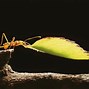 Image result for Leafcutter Ant Species