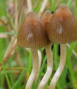 Image result for Most Common Magic Mushrooms