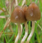 Image result for Where to Find Magic Mushrooms