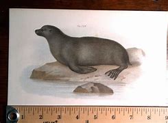Image result for Eared Seal