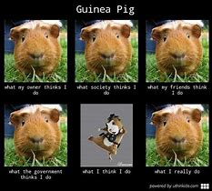 Image result for Funny Guinea Pig Memes