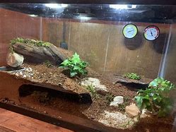 Image result for Asian Forest Scorpion Tank Set Up