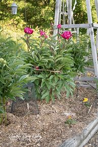 Image result for Supporting Peonies