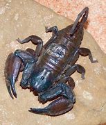 Image result for Rock Scorpion