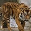 Image result for Sumatran Tiger