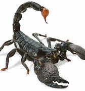 Image result for scorpion