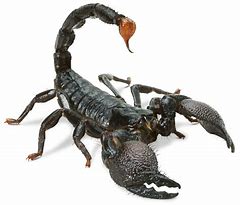 Image result for Scorpions I