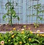 Image result for Plant Cages and Supports