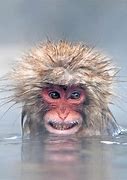Image result for Monkeys in Spring Water