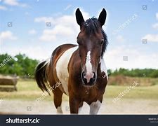 Image result for Horse Looking Up