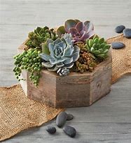 Image result for Succulents In Dove Planter By Harry & David - Flowers & Plants Delivered - Just Because Gifts - Plant Gifts