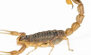 Image result for Scorpion Size