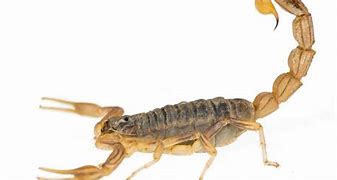 Image result for Large Scorpion