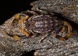 Image result for Brown Scorpion