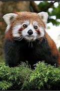 Image result for Cool Animals