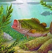 Image result for Playing Bass Fish
