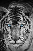 Image result for Black and White Tiger Wallpaper