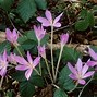 Image result for Fall Flowering Plants