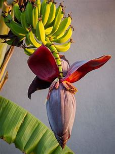 Image result for Banana flower