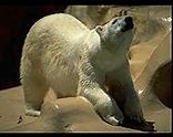 Image result for Childish Polar Hoodie