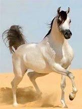 Image result for White Horse Black Mane and Tail