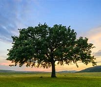 Image result for Tree Small Stock