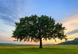 Image result for Fast Growing Shade Trees
