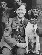 Image result for Dog Judy Prisoner of War