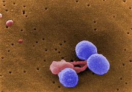 Image result for Penicillin Bacteria