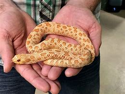 Image result for Albino Western Hognose Snake