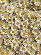 Image result for Daisy Wallpaper for Kindle