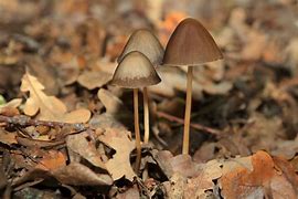 Image result for How to Find Magic Mushrooms